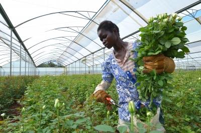 greenhouses